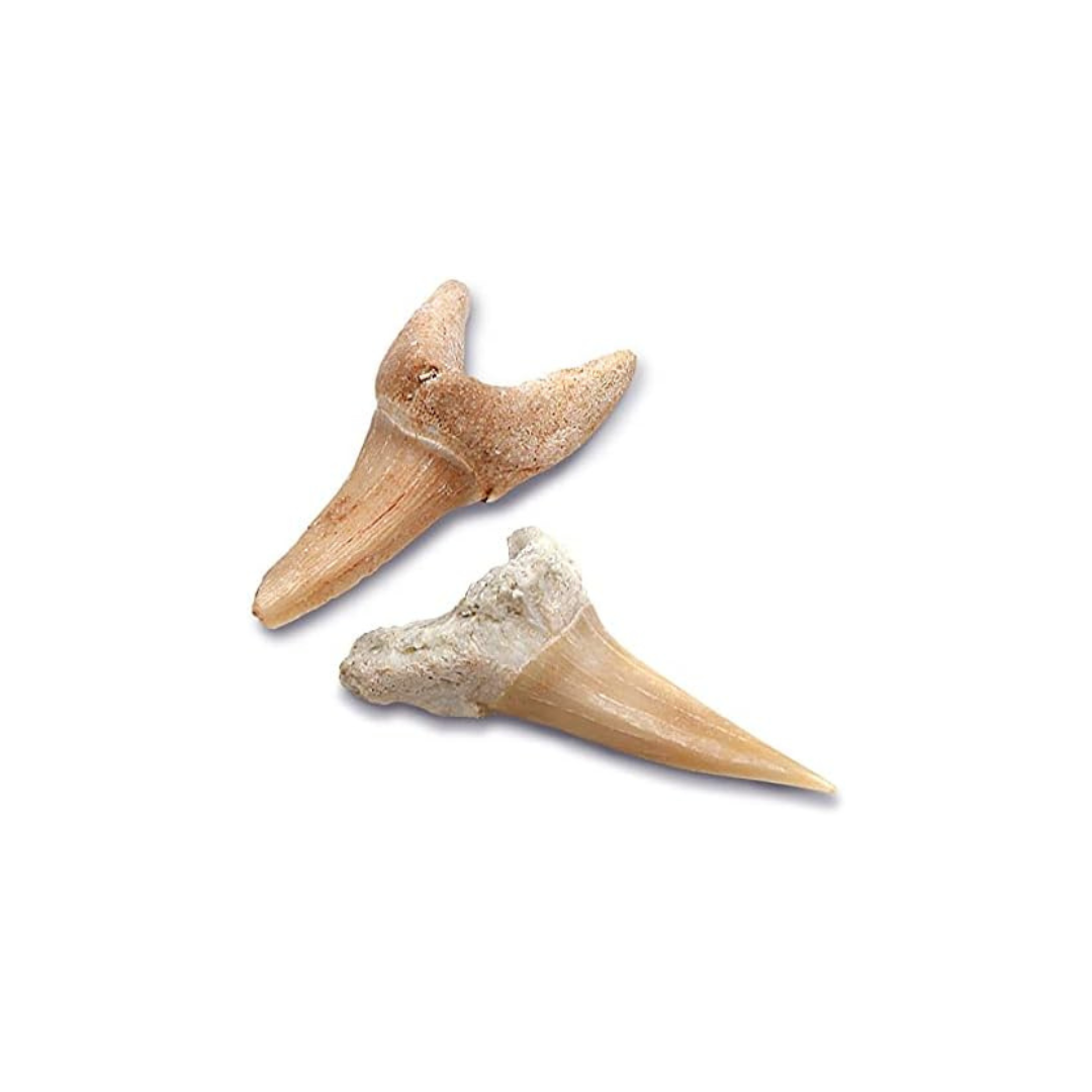 Discovery Toy Excavation Kit Mini Shark Tooth 2 Pieces Grey Age- 6 Years & Above