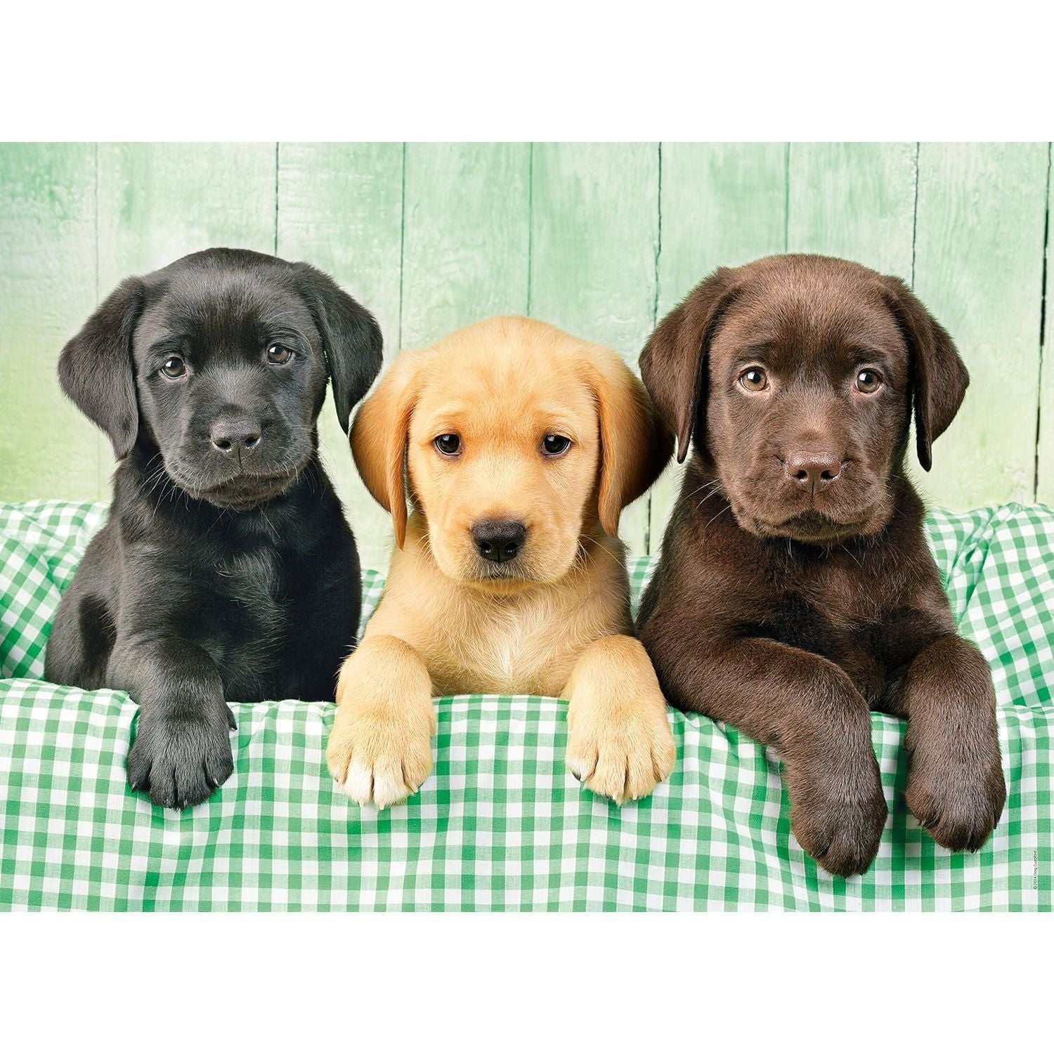 Labrador jigsaw puzzle outlet