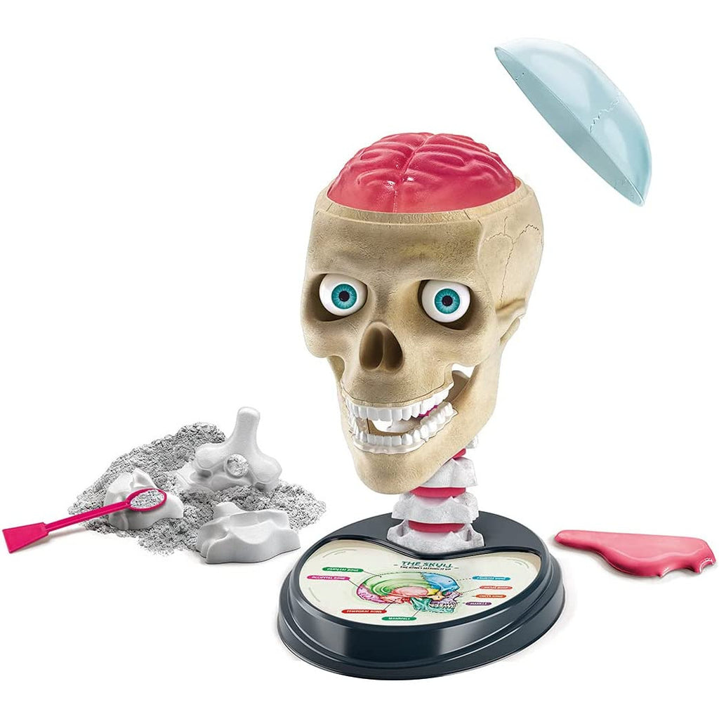 Clementoni Science & Play Crazy Anatomy Age- 8 Years & Above
