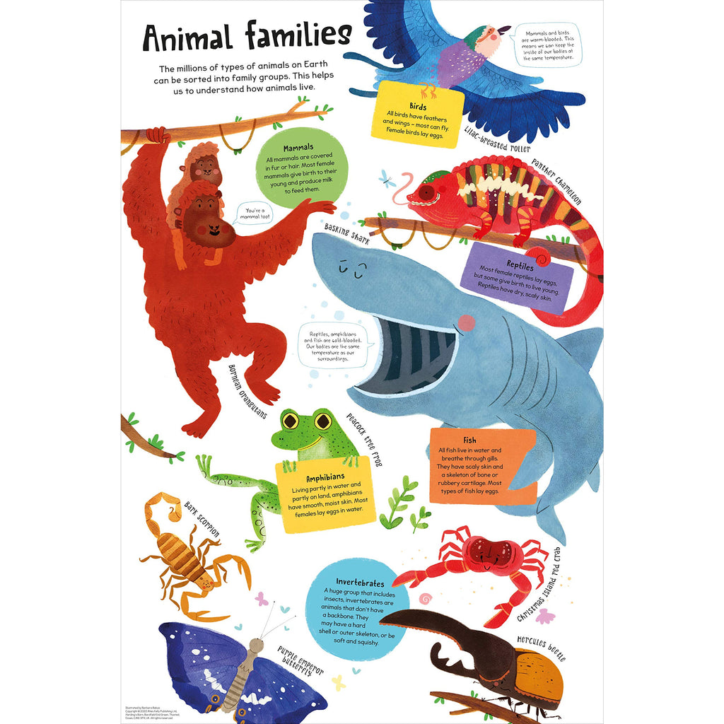 First Animal Book
