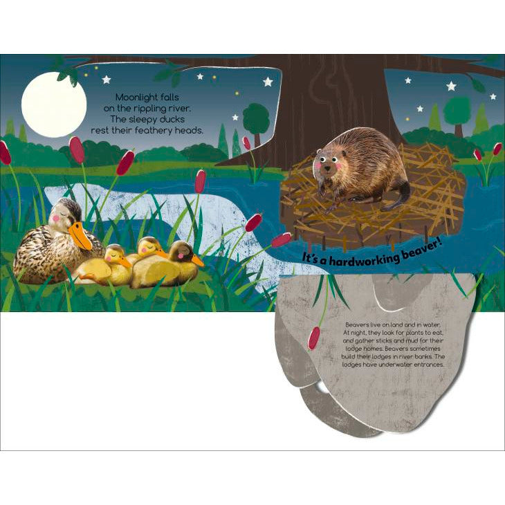 Flip Flap Find! Night-time Animals