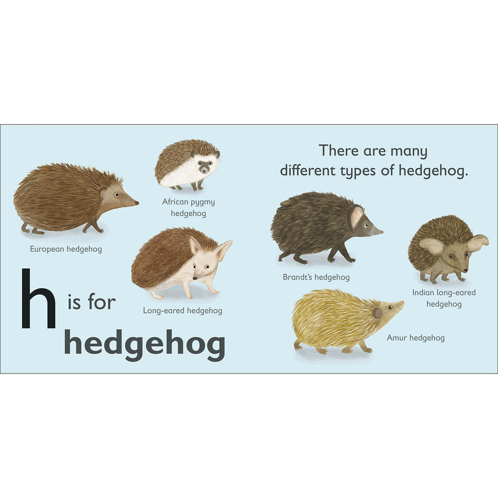 H is for Hedgehog Board book