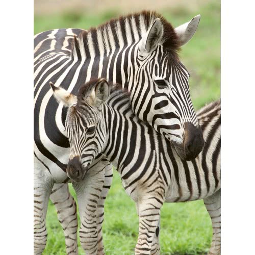 Ravensburger Zebra Love XXL Jigsaw Puzzle 300 Pieces Age- 9 Years & Above