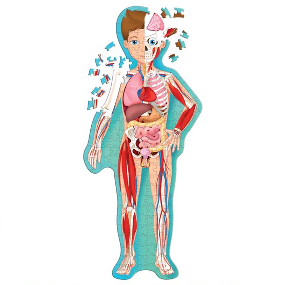Sassi Travel, Learn And Explore The Human Body Age- 5-7 Years