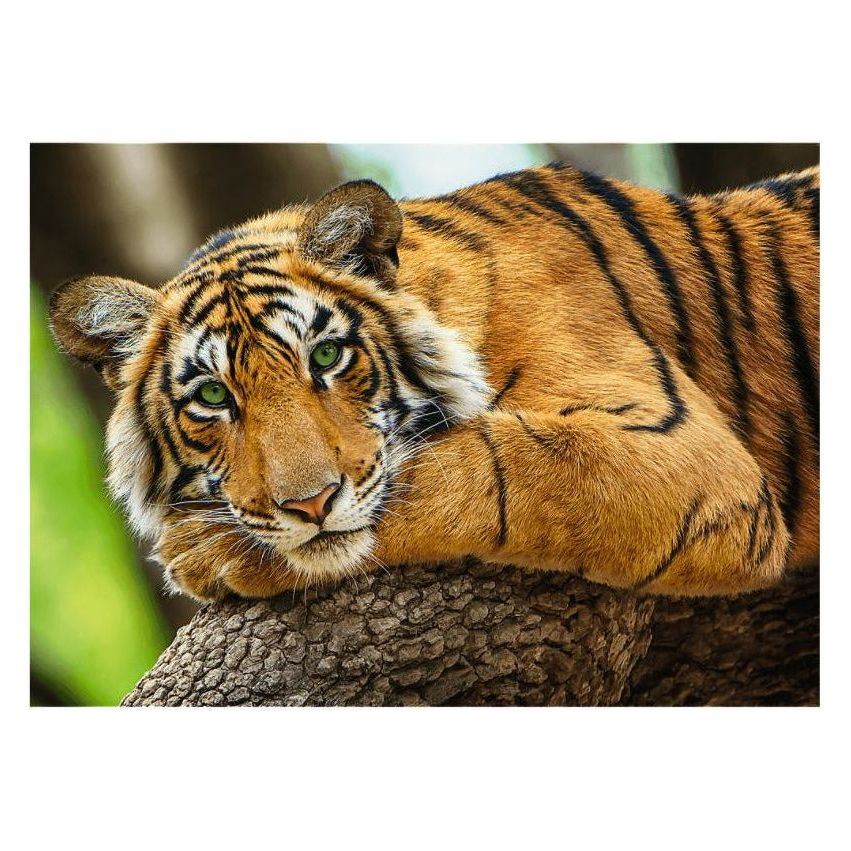 Trefl Wild Tiger Portrait 500 Pieces Jigsaw Puzzle Age- 14 Years & Above