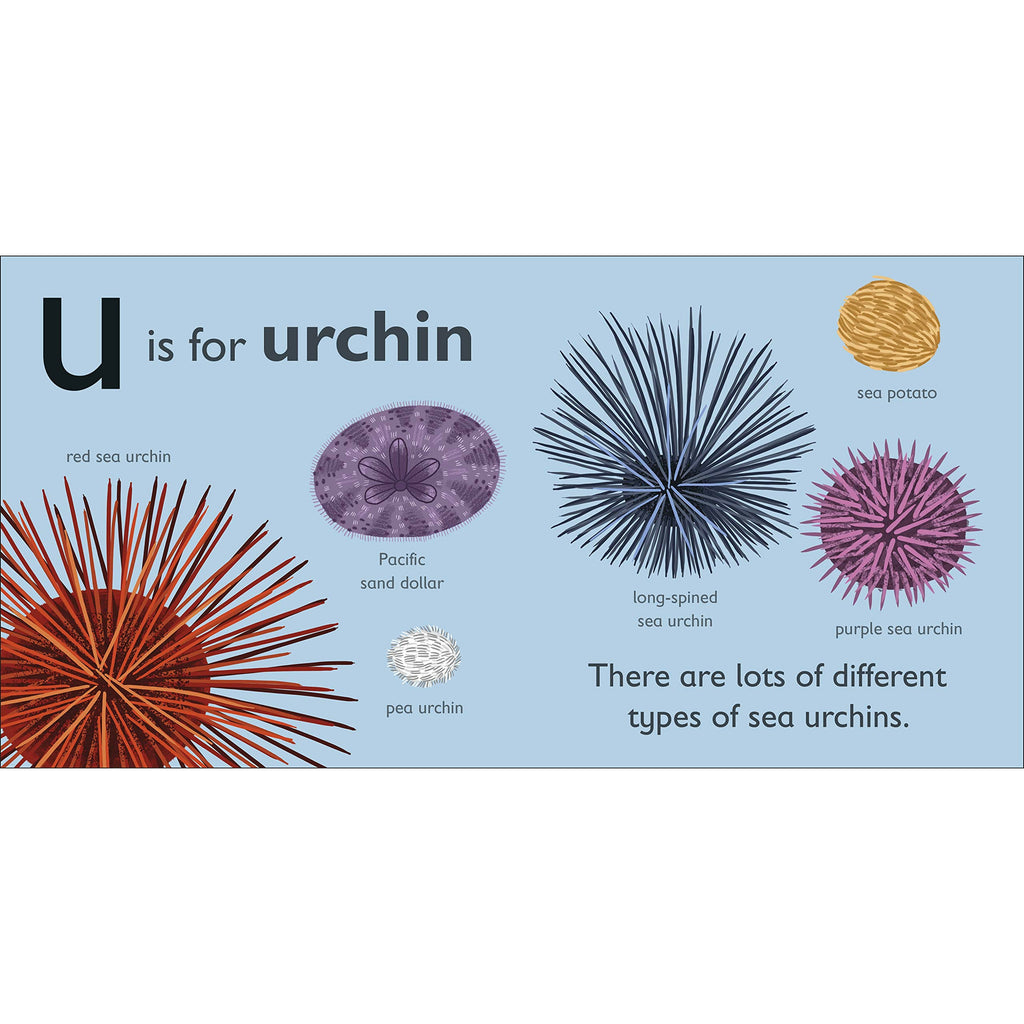 U is for Urchin Board book