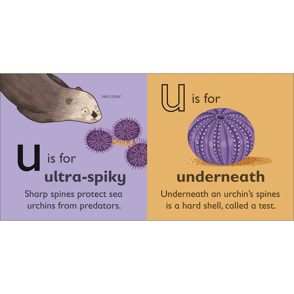 U is for Urchin Board book